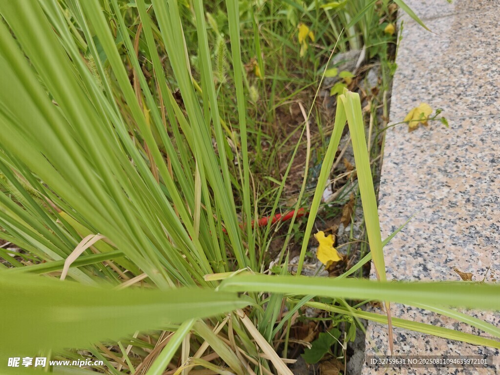 路邊綠色草叢中的黃色小花