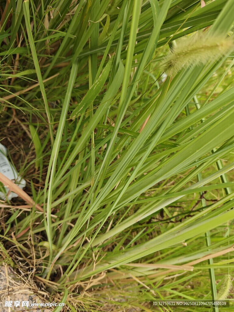 翠綠茂盛的野草特寫