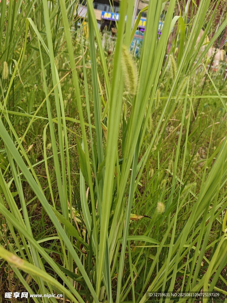 茂盛的綠色草地