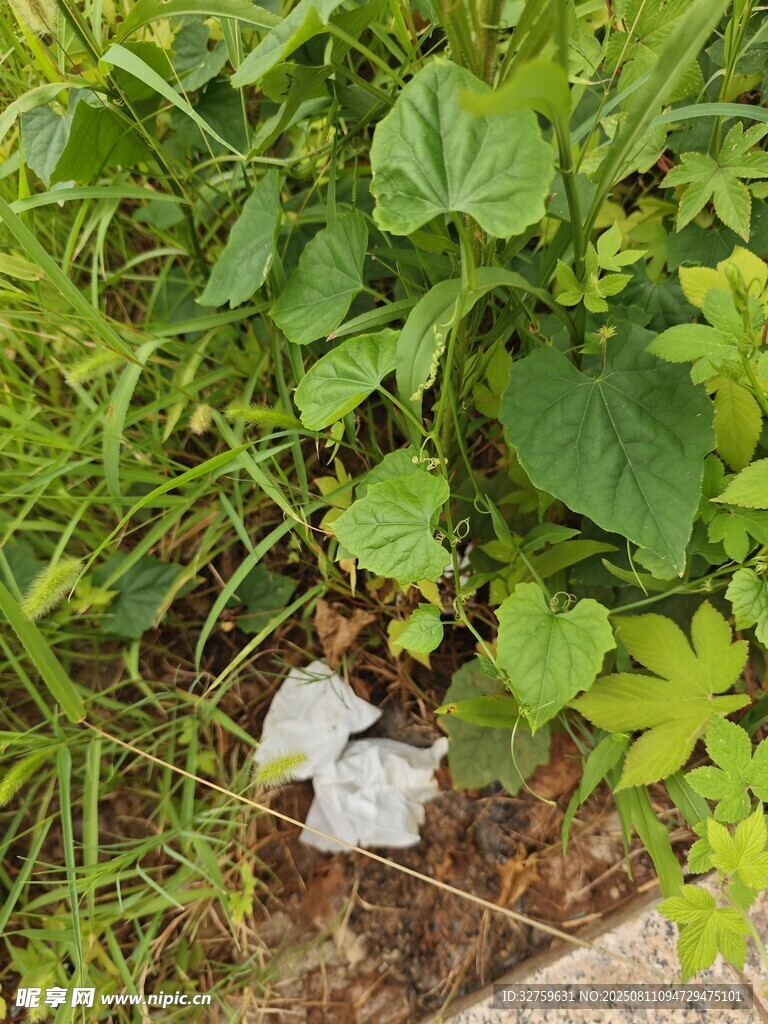 草叢中的白色垃圾