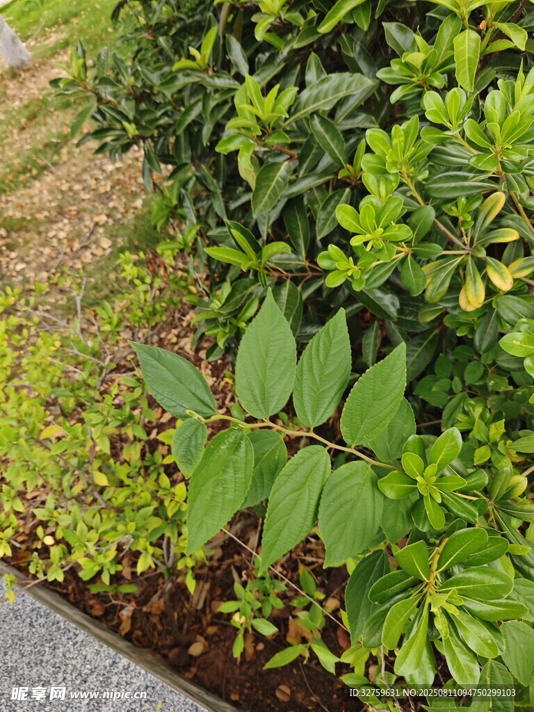 路邊的翠綠植物景觀