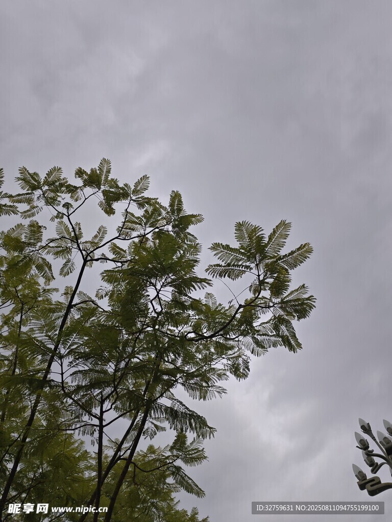 陰天里的綠樹(shù)梢