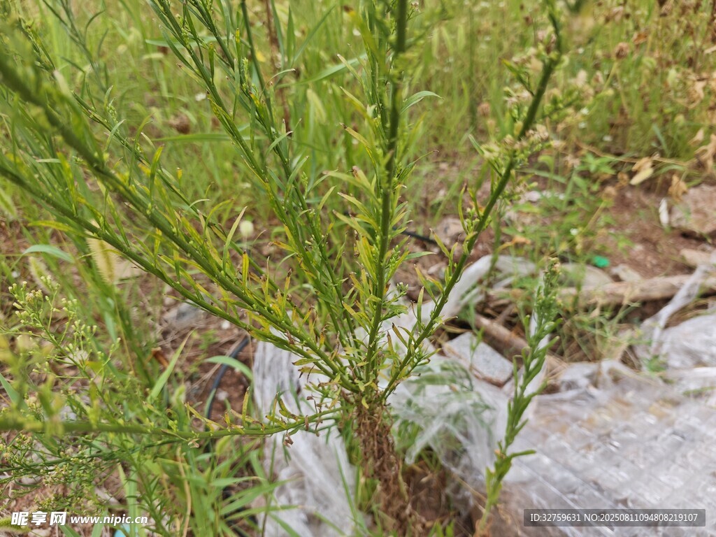 野外生長的綠色植物