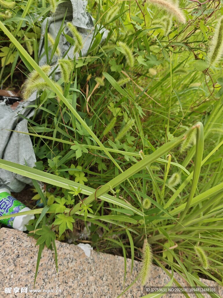 草叢中的貓咪