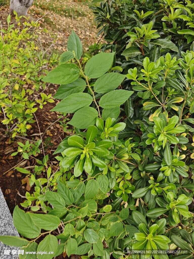 多樣綠植景觀