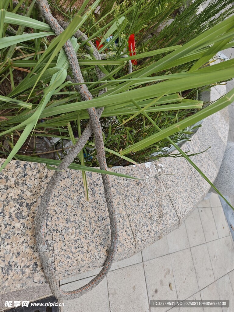 地面纏繞的繩索與綠植