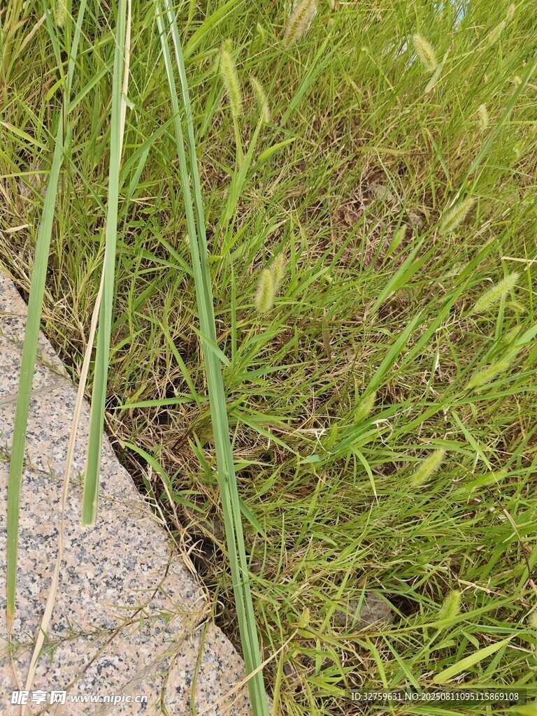 石邊嫩綠草叢特寫
