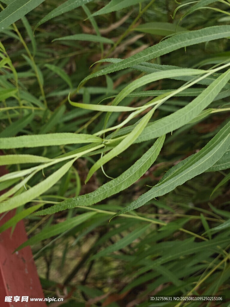 嫩綠柳葉特寫