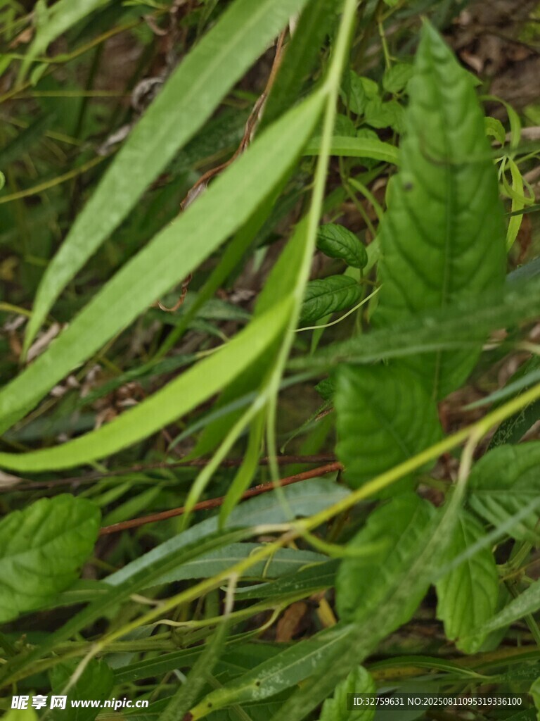 翠綠葉片與細長豆莢