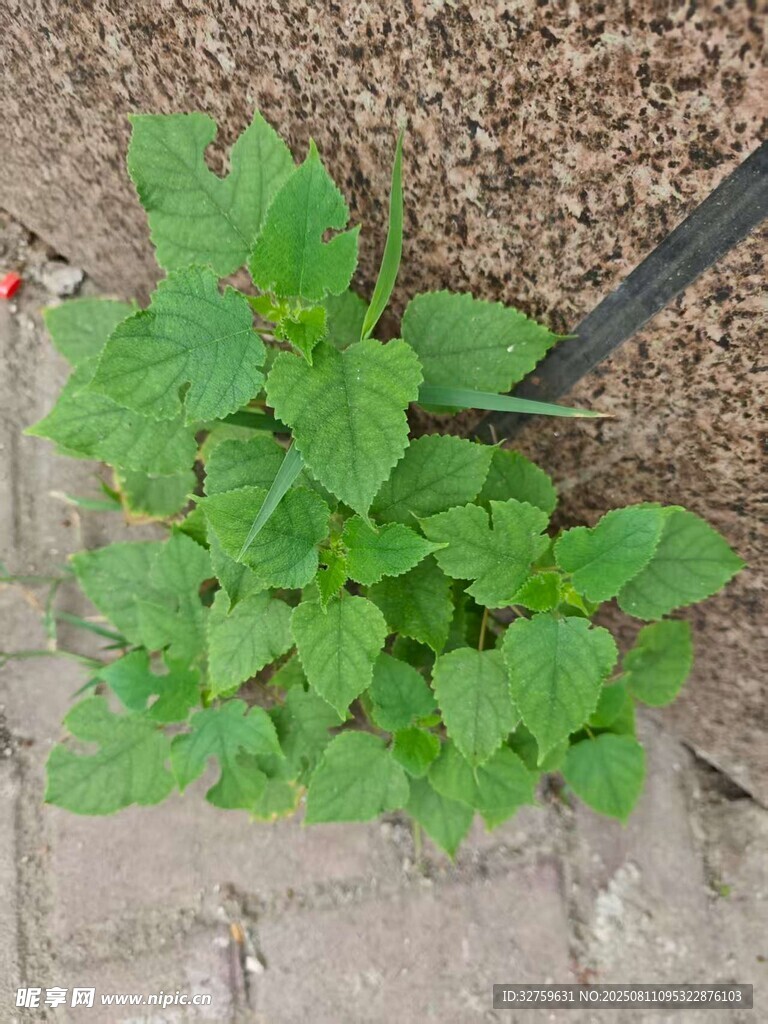 磚縫中生長(zhǎng)的嫩綠植物