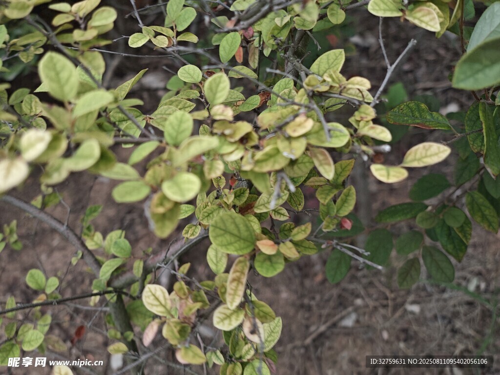 黃綠相間的植物葉片