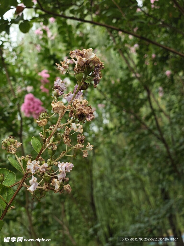 枝頭綻放的嬌艷薔薇