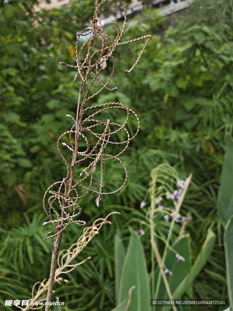 枯萎植物與周圍綠植對比