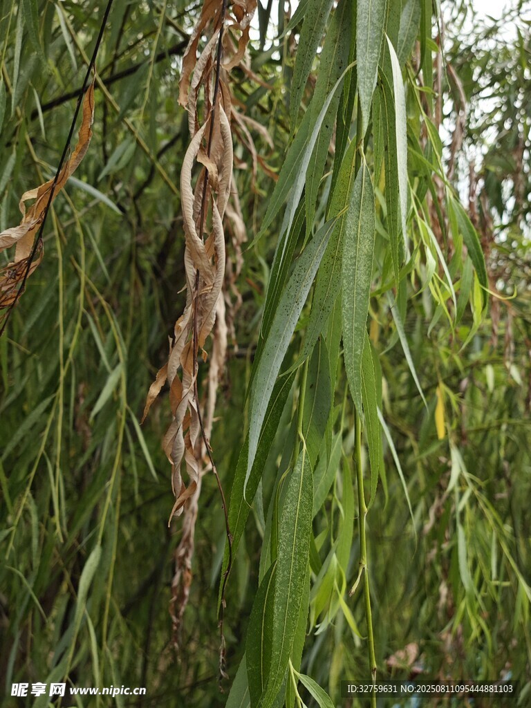 垂柳枝條
