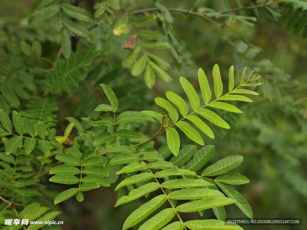 翠綠蕨類葉片特寫