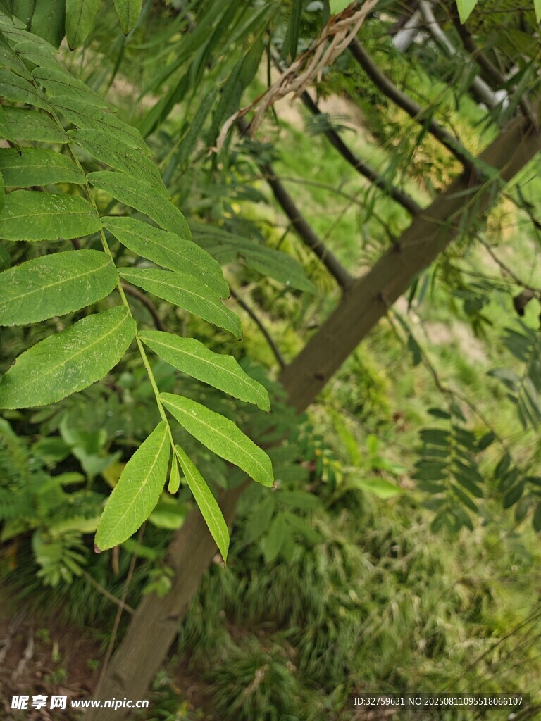 翠綠枝葉間的自然景致