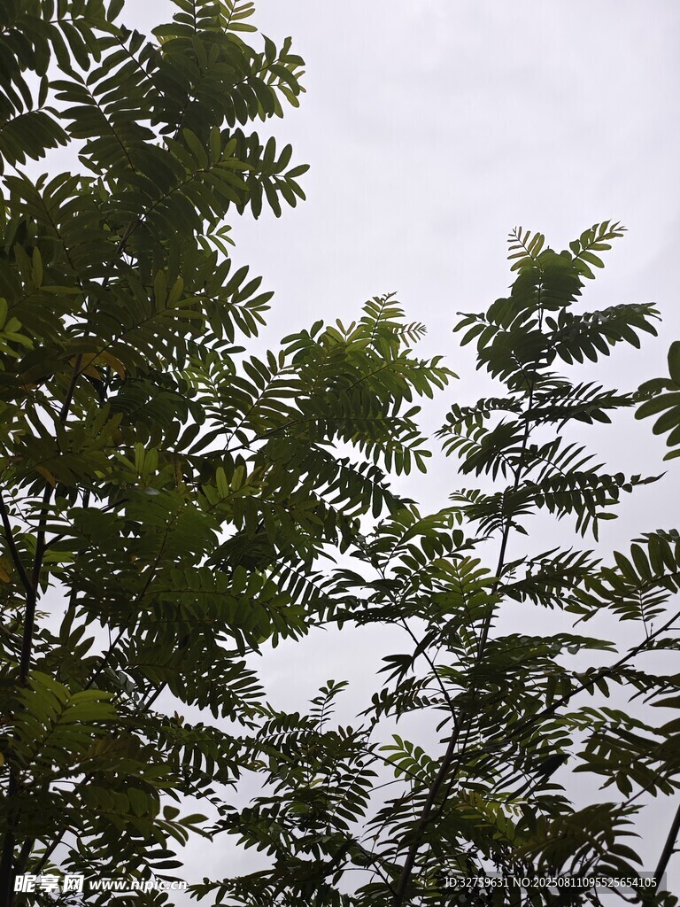 枝葉繁茂的綠樹景觀