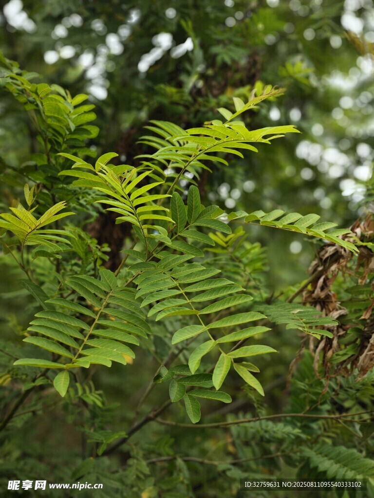 翠綠羽葉植物特寫