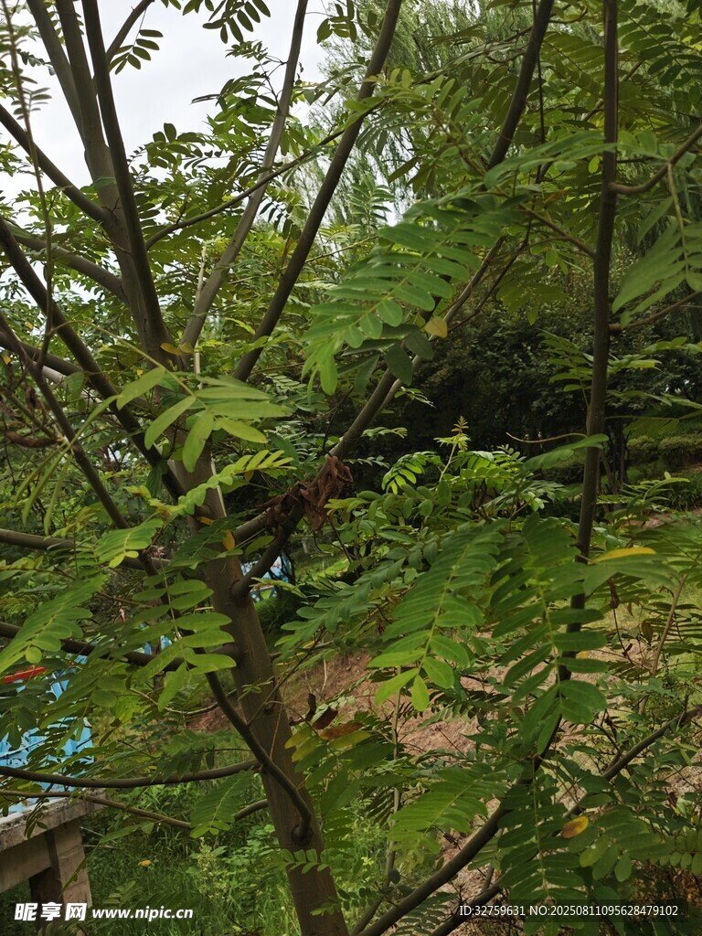 繁茂綠樹間的自然景致