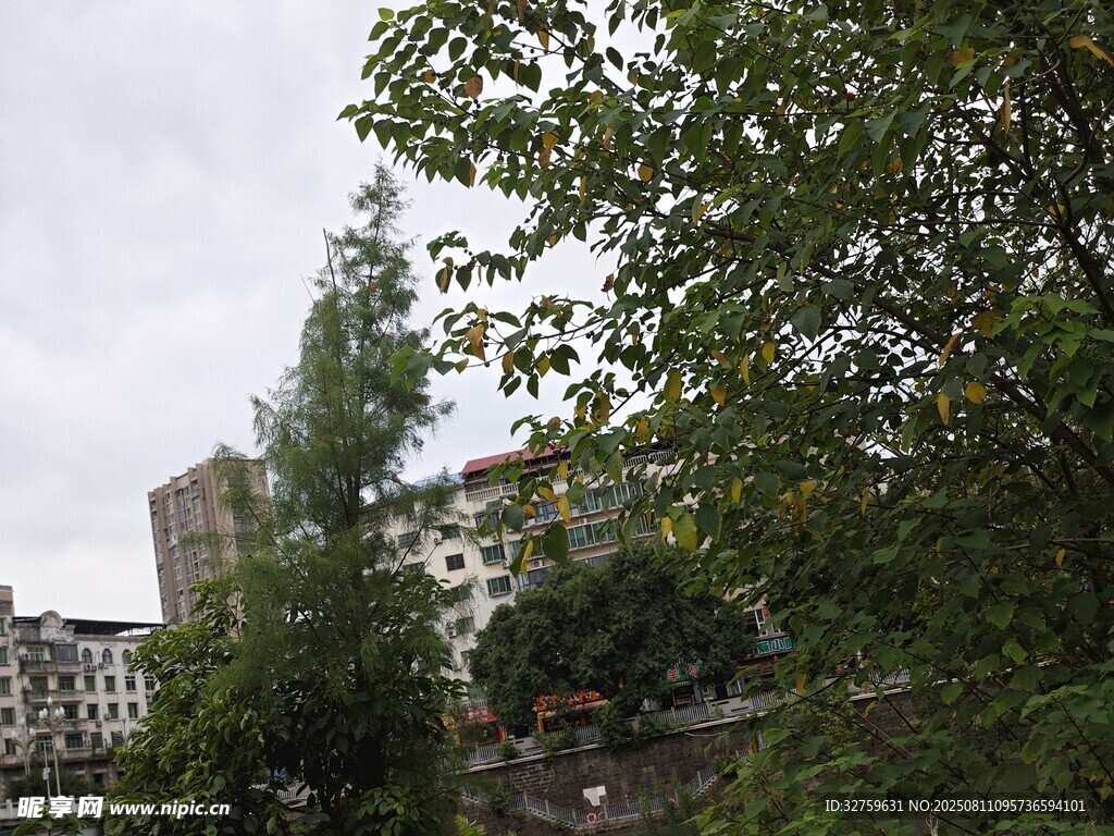 城市中繁茂綠樹與建筑