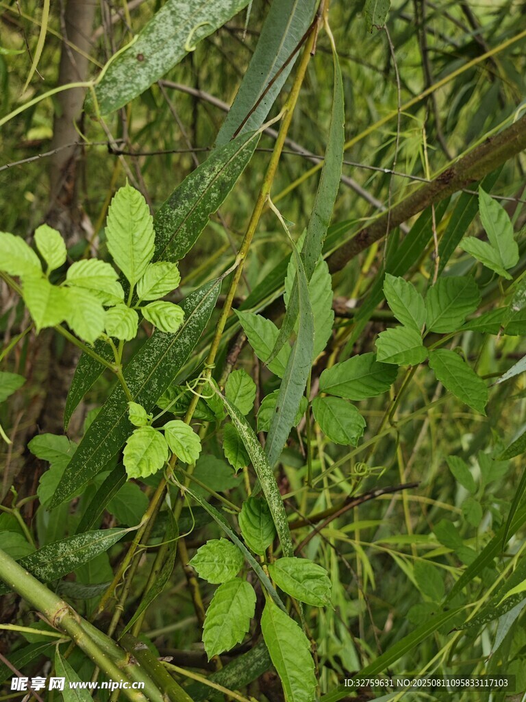 綠葉叢生的三葉草植物