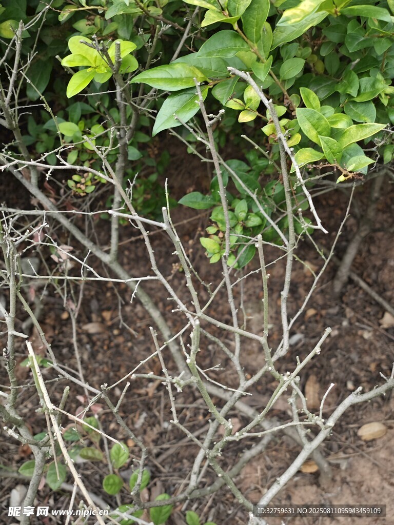 地面旁的綠植與枯枝