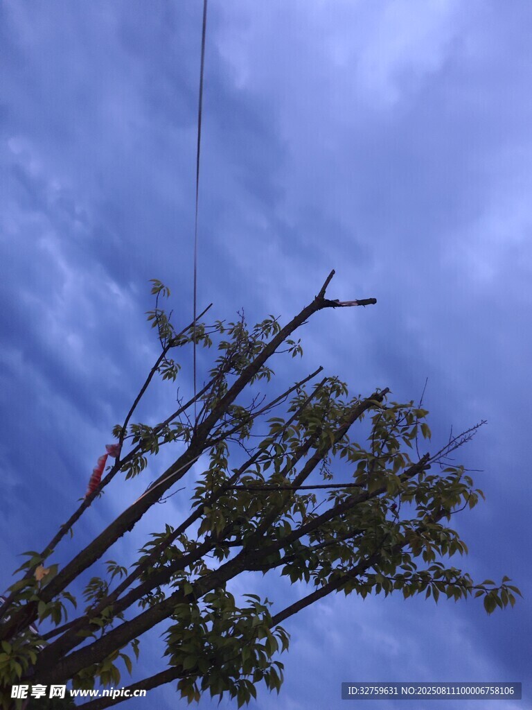 樹枝伸向多云天空