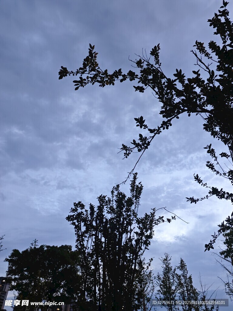 天空下的樹梢剪影