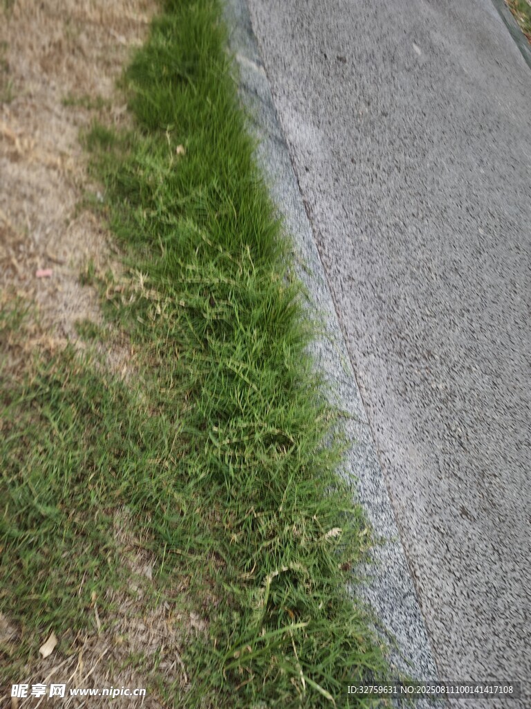路邊翠綠青草