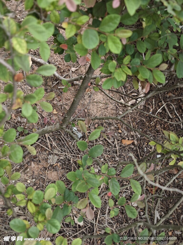 地面上的綠色植物景象