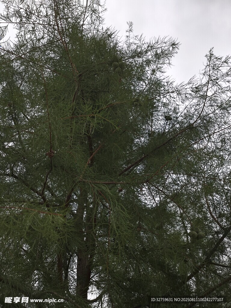 高大蔥郁的樹木