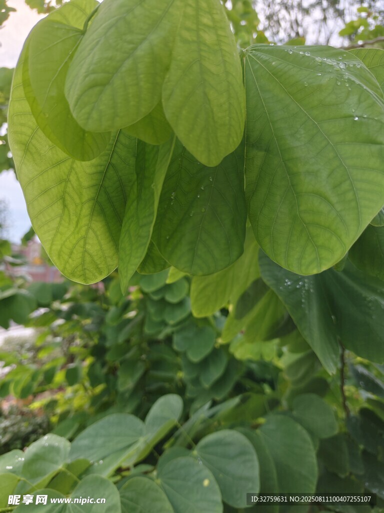 翠綠葉片