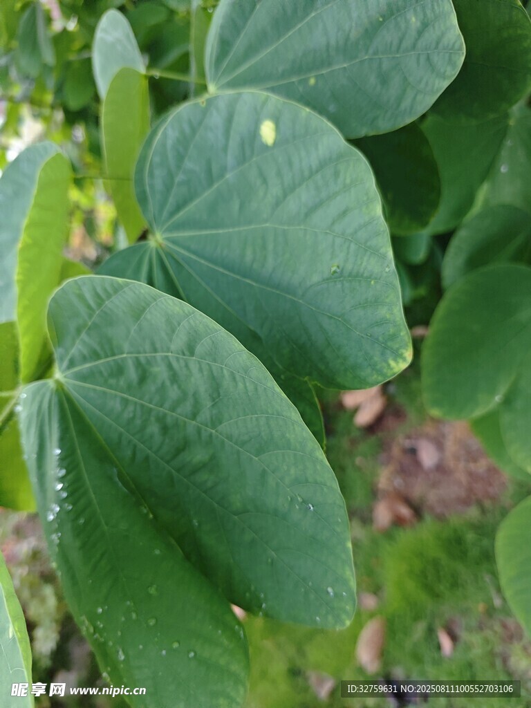 翠綠飽滿的大豆葉片