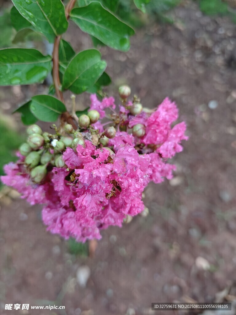 嬌艷紫薇花綻放