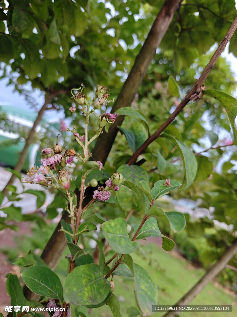 綠葉繁花的植物景觀