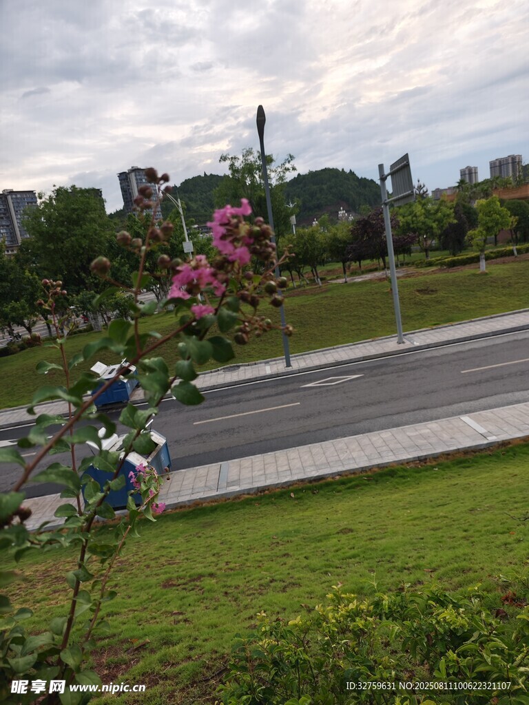路邊綻放的嬌艷薔薇花
