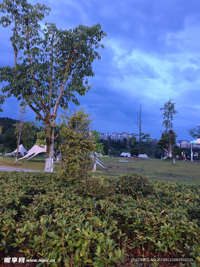 黃昏下的綠植與樹木景觀