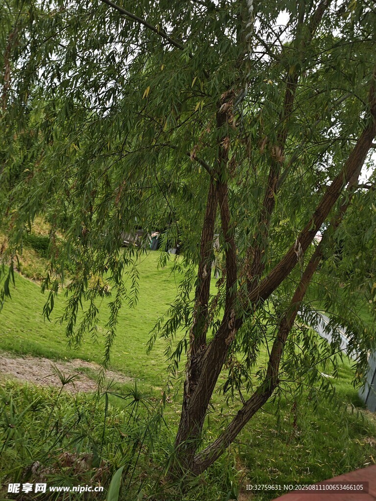 綠意盎然的戶外園林景觀