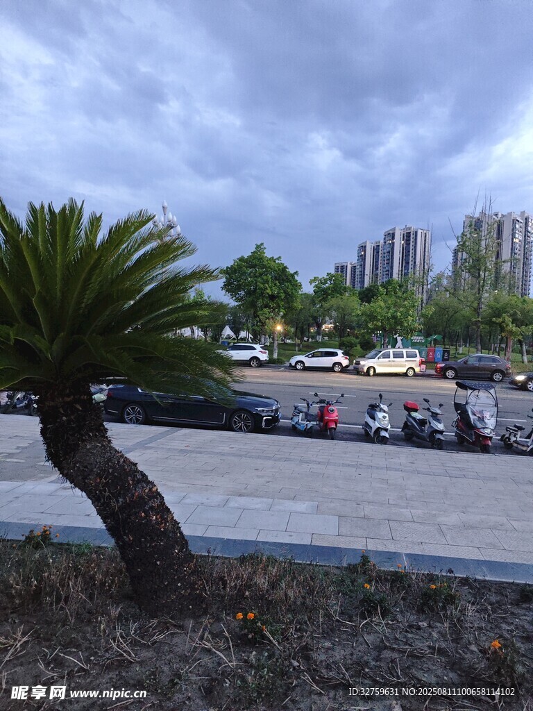 城市景觀中的孤樹與停放車輛