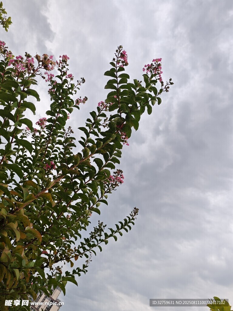 天空下綻放的繁茂花枝