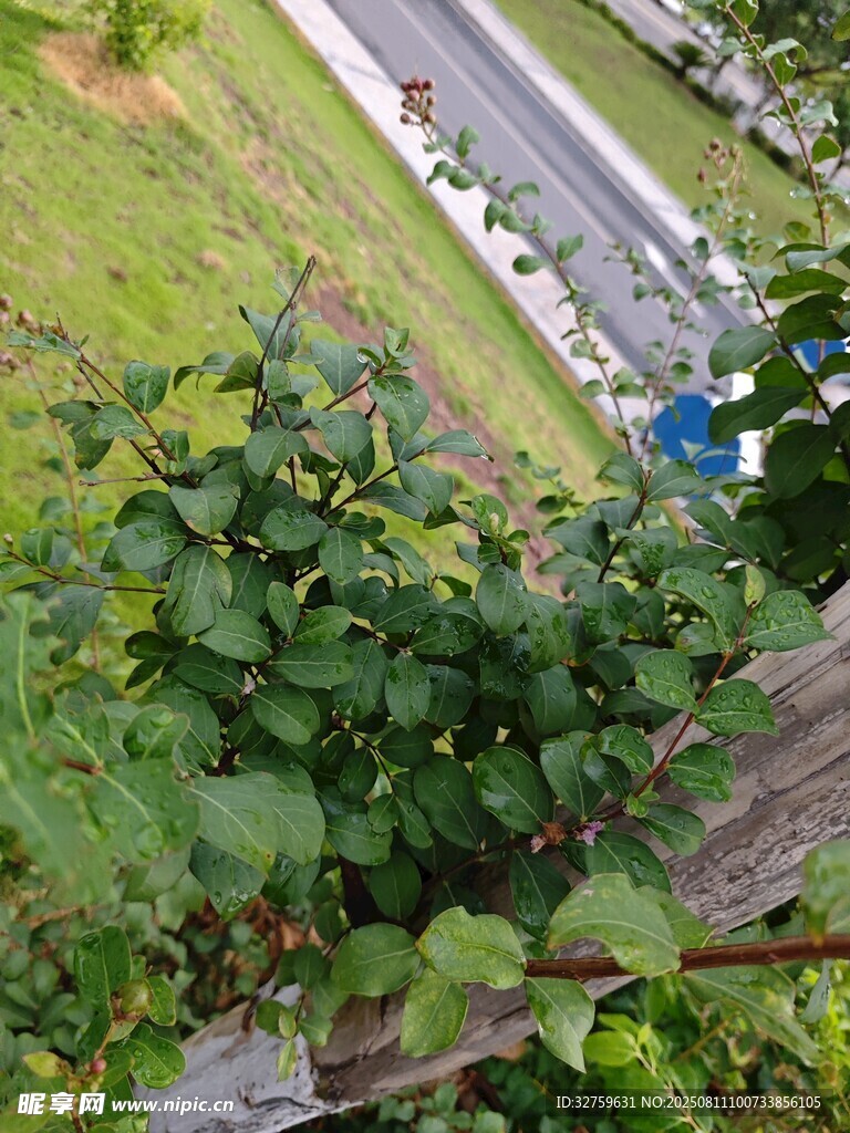 路邊綠植與木欄景象