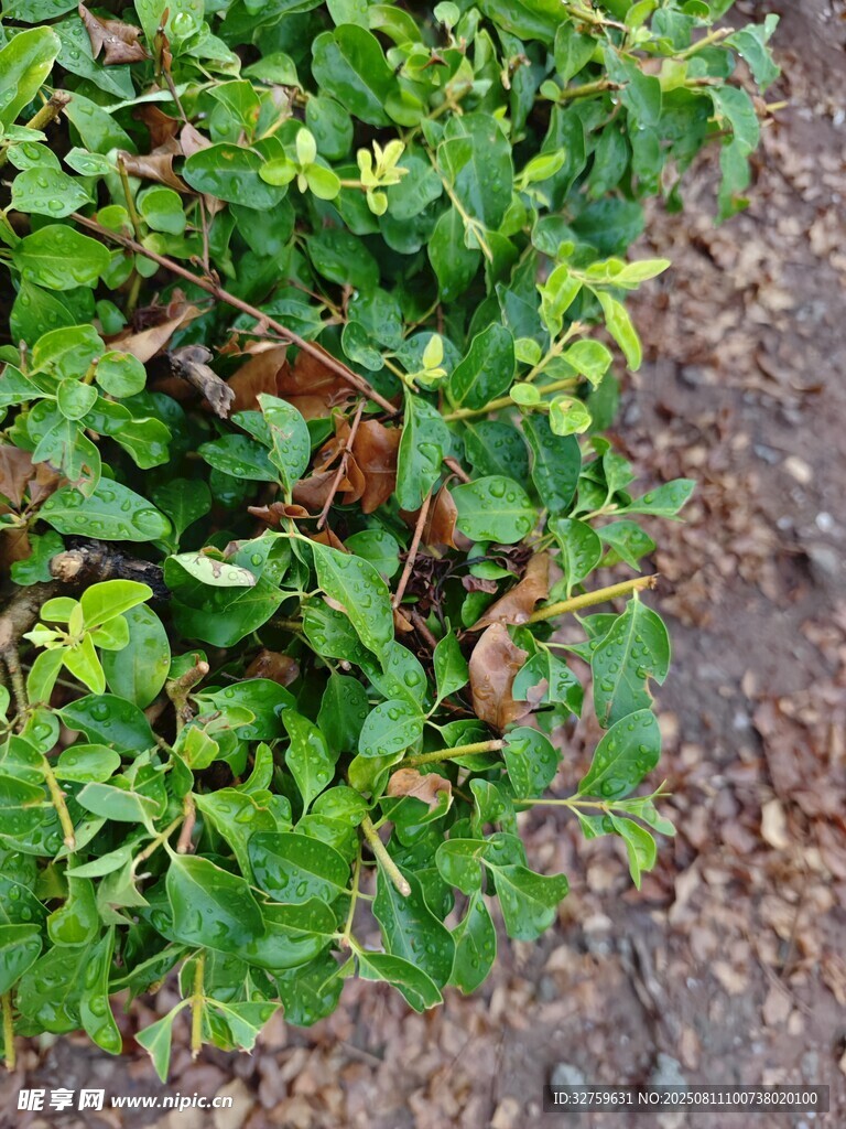 地面上的嫩綠植物