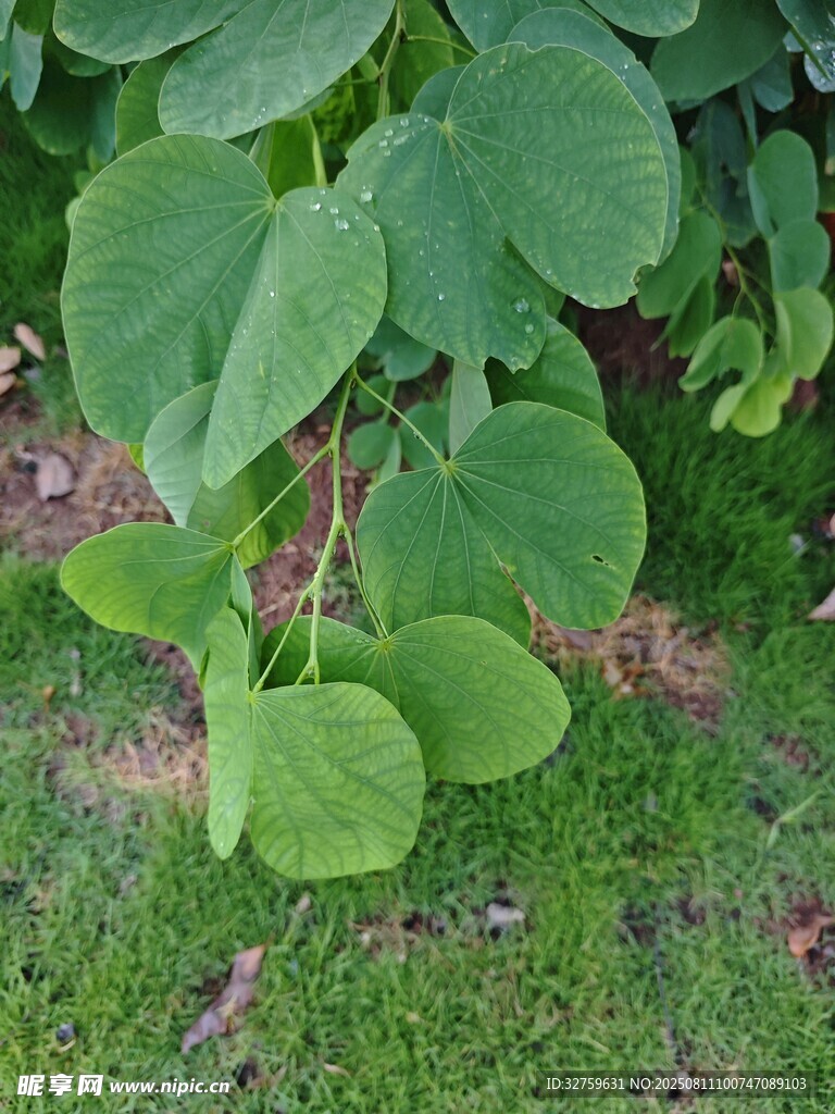 綠葉植物特寫