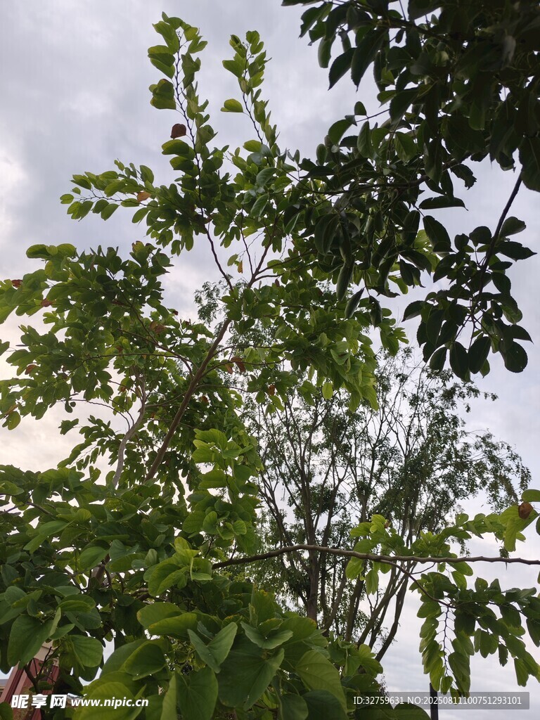 仰視繁茂枝葉