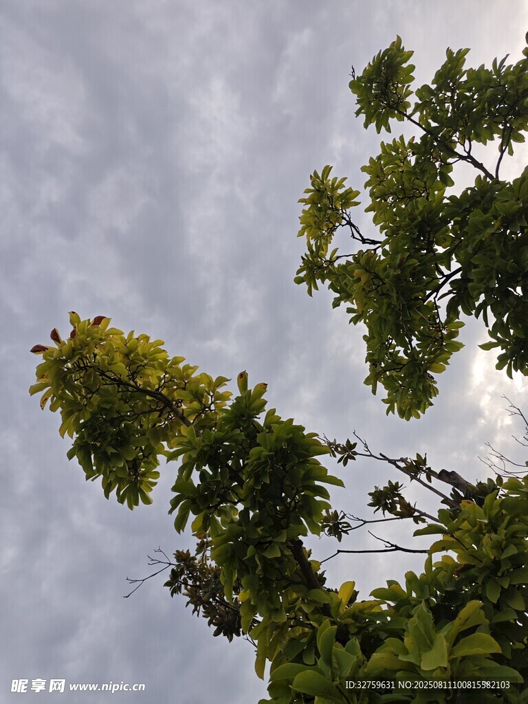 仰視天空中的蔥郁樹木