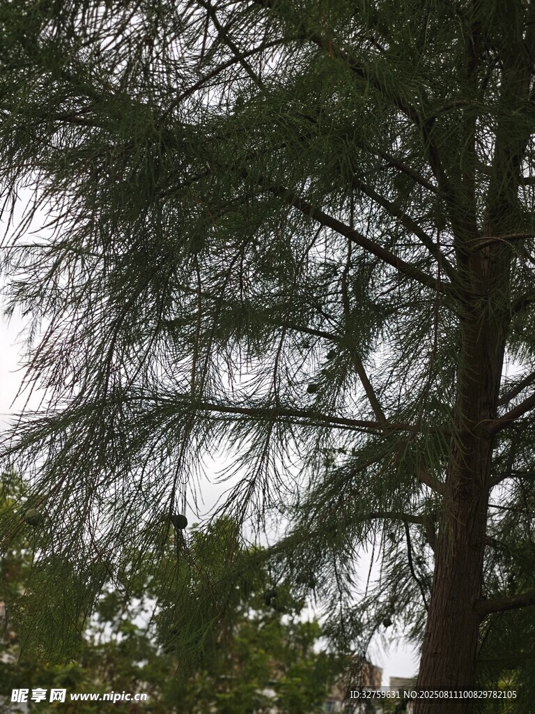高大松樹繁茂枝葉