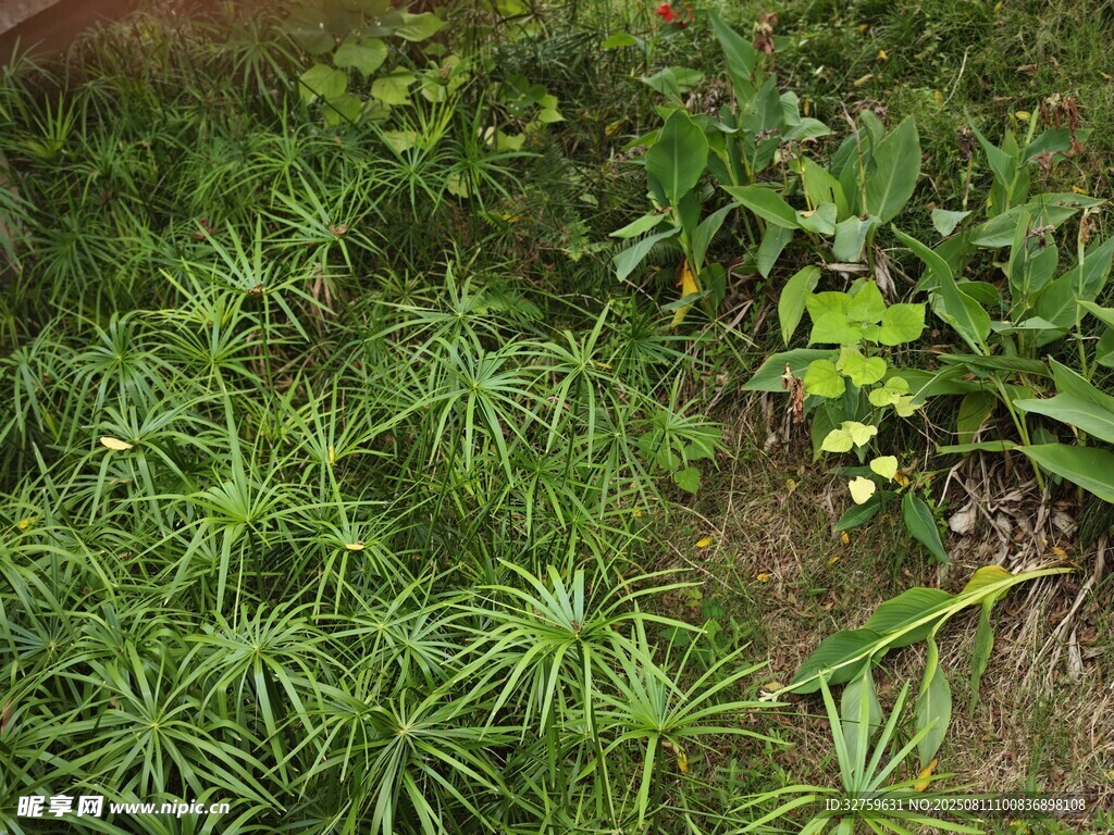 野外叢生的綠色植物