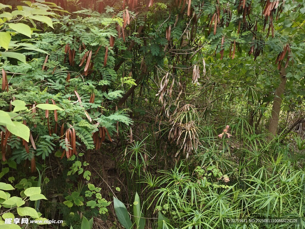 田間辣椒植株與雜草