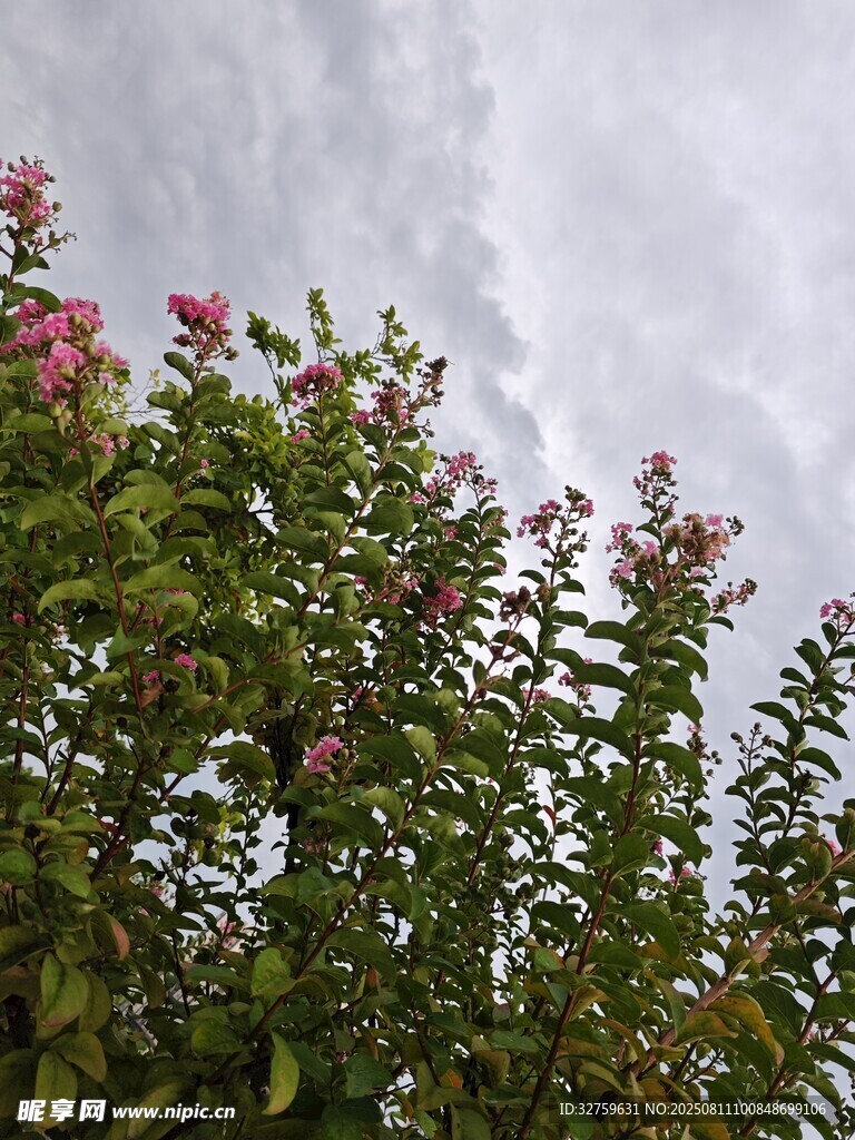 天空下綻放的嬌艷花朵
