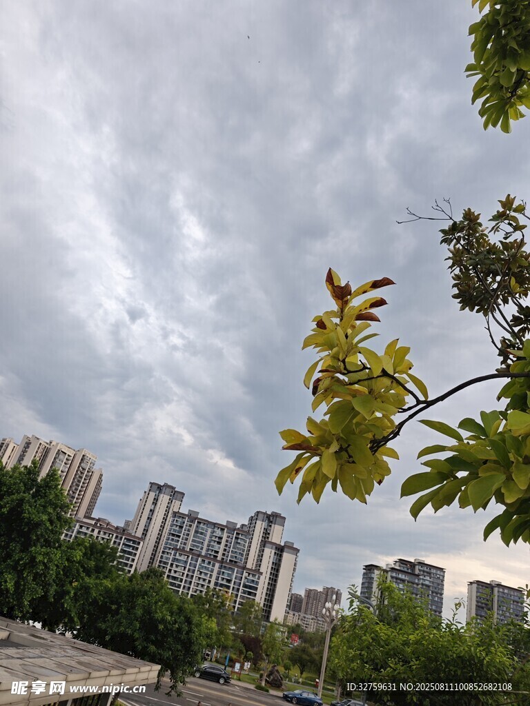 城市風景中的綠樹與天空